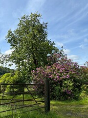 Obraz premium Views in Ireland 