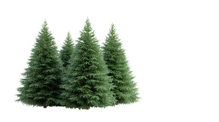 Fototapeta premium Evergreen trees cluster, lush green pine trees arranged closely in serene outdoor setting, ideal for nature-themed designs. Isolated on white background or PNG