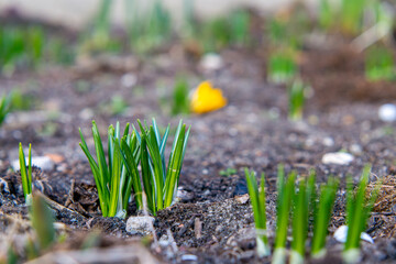 emerging unopened crocus flowers. crocuses in the garden in winter. first signs of the coming...