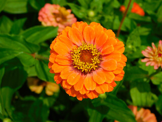 Zinnia elegans on a rural garden