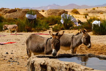 Donkeys drinking water from a stony water trough by the well in the Sahara desert. Tassili N'Ajjer...