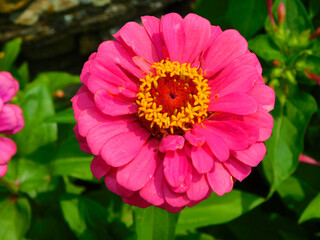 Fototapeta premium Zinnia elegans on a rural garden