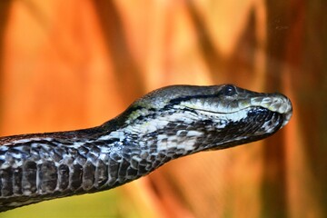 snake in the zoo