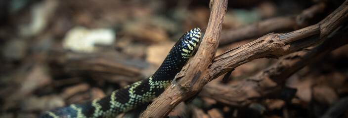 Wild Snake in Its Natural Habitat