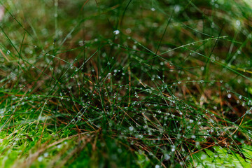 Close-Up of Dew-Covered Grass