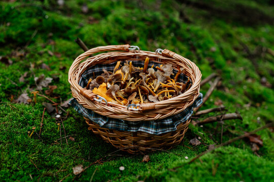Basket Filled with Freshly Picked Funnel Chanterelles in the Forest