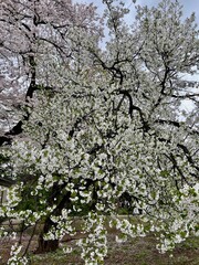 Sakura season in Japan