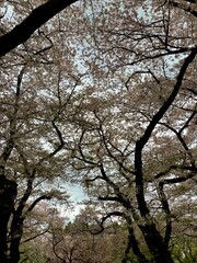 Sakura season in Japan