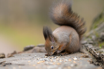 A Red Squirrel on a tree stump eating