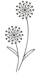 dandelion vector illustration