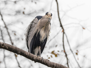 A portrait of a grey heron bird in Austria