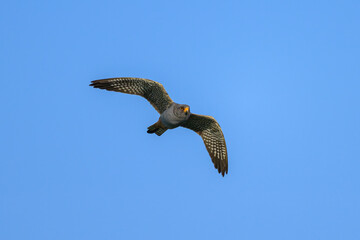 Obraz premium A male red footed falcon in flight
