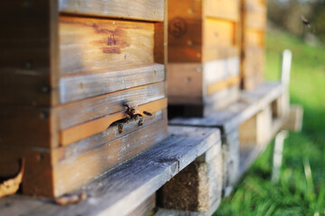 Bees near a bee hive at autumn season