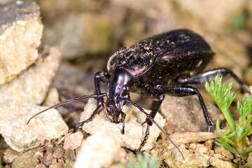 Carabus morbillosus.. Carabus ( Macrothorax ) morbillosus ground beetle. Sardinia, Italy