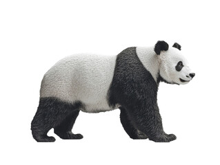 Fototapeta premium Giant Panda side view full body