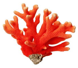 coral isolated on transparent background