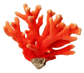 coral isolated on transparent background