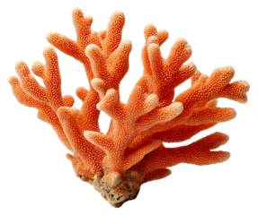 coral isolated on transparent background