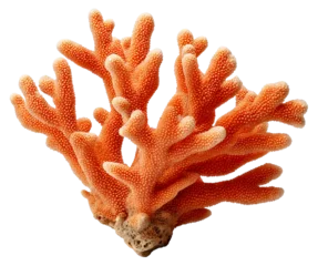  coral isolated on transparent background © KAMAPAN