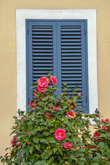 Spring flowers. Beautiful camellia bush in bloom near closed window. Copy space