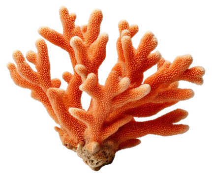 coral isolated on transparent background