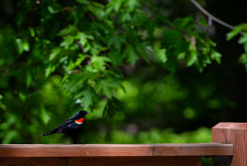 Red-Winged Blackbird, Tylee Swamp, Rosemere, Quebec