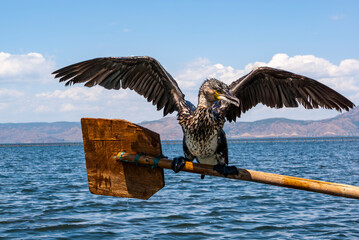 Cormorant fishing at Erhai Lake, Xizhou, Dali, Yunnan, China, Asia