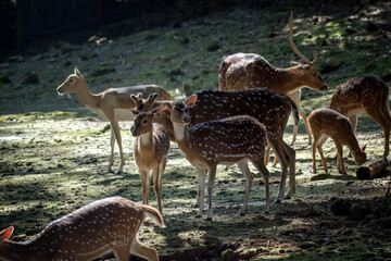 Spotted deer is eating grass