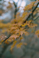autumn leaves in the wind