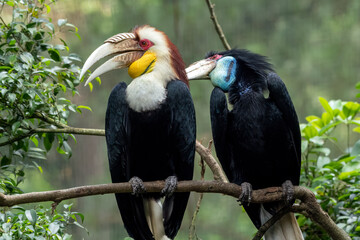 A pair of  hornbills are cleaning each other