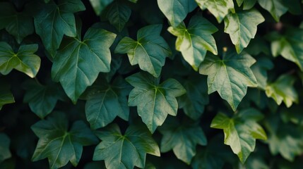 Fototapeta premium A detailed close-up of a vibrant green plant showcasing its lush leaves and intricate textures.