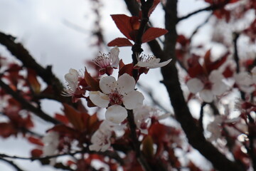 cherry tree blossom
