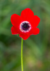 Fototapeta premium anemones and life in nature