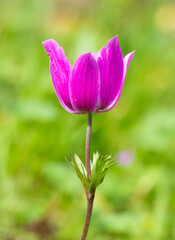 anemones and life in nature