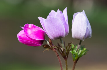 Naklejka premium anemones and life in nature