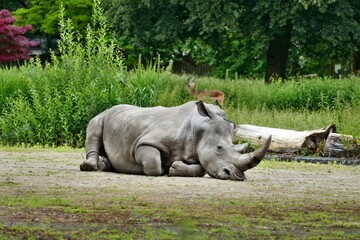 Liegendes Nashorn