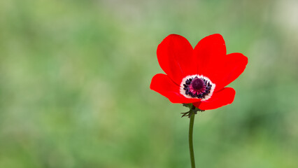 Obraz premium anemones and life in nature