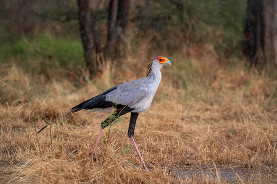 Majestic Secretary Bird in Tanzanian National Park. A striking secretary bird (Sagittarius serpentarius) gracefully strides through the golden grasslands of a national park in Tanzania during a light 