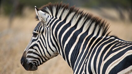 Side Profile of Zebra Showcasing Distinct Black and White Stripes in Natural Habitat