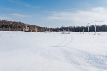 Set against a picturesque snowy field, trees stand tall and majestic in the background, captured beautifully on a bright, sunny winter day with clear blue skies stretching above