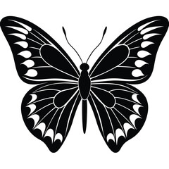 butterfly vector illustration