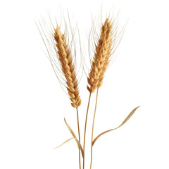 Fototapeta premium Golden Wheat Stalks