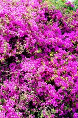 Walking around the spring city of Haifa, Israel.