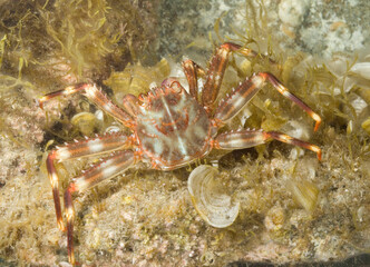 close up of a crab, A greenish-brown nimble spray crab (Percnon gibbesi) with orange-red legs crawls over a rocky substrate, 