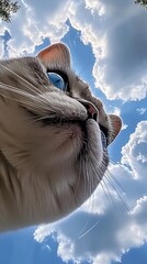 Obraz premium there is a cat that is looking up at the sky