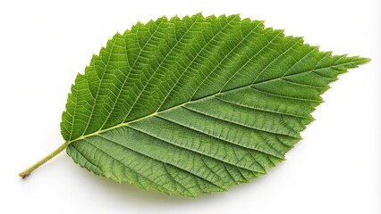 Single Green Leaf Macro Photography Detailed Venation, White Background, Nature Concept, leaf texture, botany Leaf, Nature photography