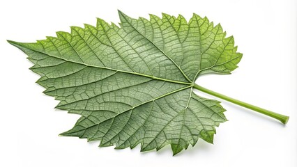 Fototapeta premium Single Grape Leaf Detailed Macro Photography, Green Hues, Botanical Concept, Nature, White Background Grape Leaf, Botanical Photography