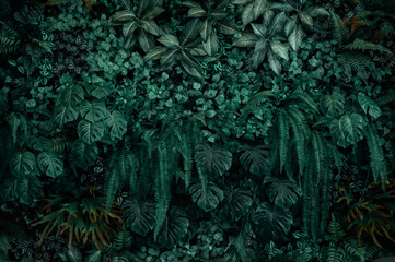 Green leaves background, dark green leaves, nature wallpaper.
