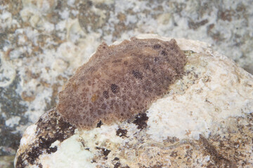 A sea-slug (Discodoris maculosa / Tayuva lilacina Discodorididae) in a rockpool, Sardinia, Italy.