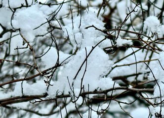 Macro photo of branches of a snow-covered tree in the park in February. Selective focus.